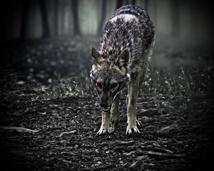 An angry, scowling predator (Canis aureus) standing in the forest and bearing teeth while looking straight towards you