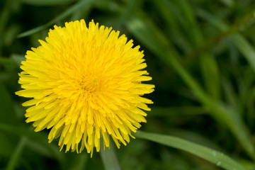 Yellow dandelion flower against a green grass background. Macro.