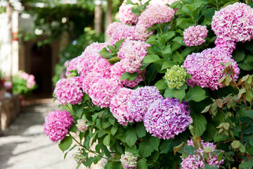 Hydrangea flowers garden on backyard. Pink, lilac, purple bushes blooming in countryside and town streets in spring and summer.