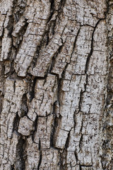 Close up of the texture of bark