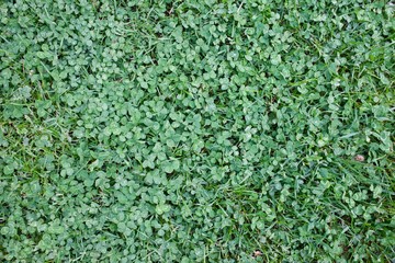 Flat lay image of clover lawn. Perfect as background.