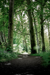 Fototapeta premium morning in the forest