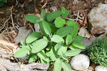 Salbei