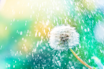macro shot of a dandelion.Blue background. Drops of dew close up. Summer Freedom Concept. Design Element. Rain, beautiful bokeh in defocus.Sunny summer day.