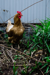red hen in the yard