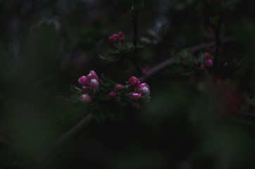 blooming Apple tree on a dark background