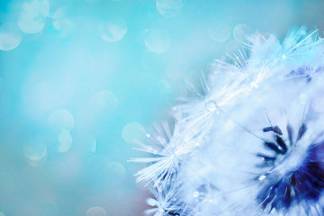 Fototapeta na wymiar macro shot of a dandelion.Blue background. Drops of dew close up. Summer Freedom Concept. Design Element. Rain, beautiful bokeh in defocus.