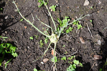 Schneckenplage im Garten