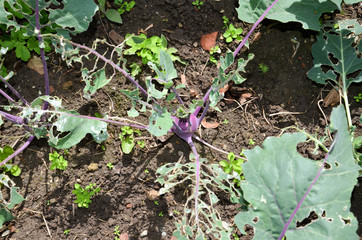 Schneckenplage im Garten