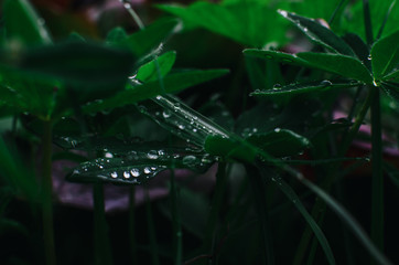 wet plants in the garden after rain