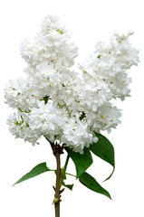 A branch of blooming white lilac