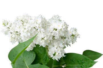A branch of blooming white lilac