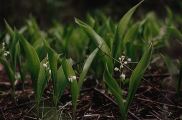 blooming lilies of the valley in the forest