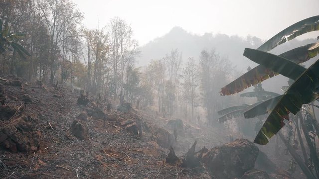 Global warming crisis. Slash and burn agriculture. Climate change, deforestation. Footage 4k