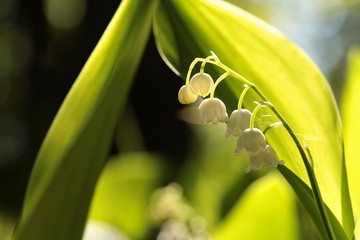 Lily of the valley in the forest