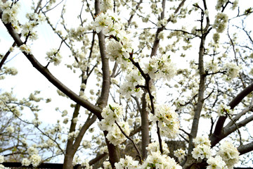 Fototapeta premium cherry blossoms in the garden