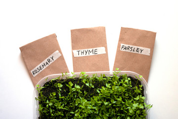 Green sprouts, seeds of herbals in paper bags, from above. Gardening conception. Close up.