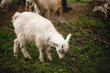 Fototapeta na wymiar small goats and sheep grazing in a meadow 