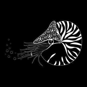 Chambered Nautilus Pompilius. Mollusc cephalopod, animal, marine. Black and white vector illustration.