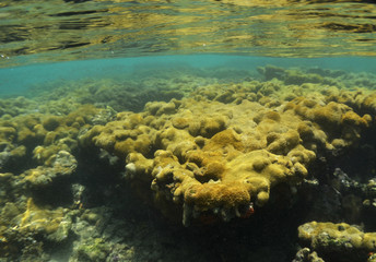 underwater coral reef caribbean sea Venezuela