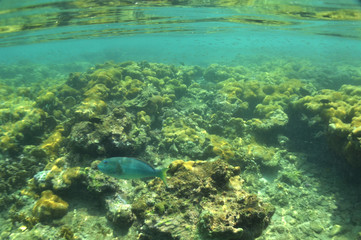 Fototapeta na wymiar underwater coral reef caribbean sea Venezuela
