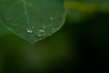 water drops on green leaf