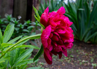 Peony Officinalis Rubra Plena (Paeonia Officinalis Rubrum Plena). Large open flower Terry. The...