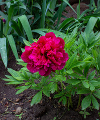 Peony Officinalis Rubra Plena (Paeonia Officinalis Rubrum Plena). Large open flower Terry. The...