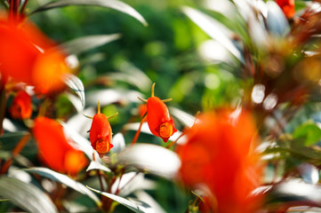 Red flowers in the garden