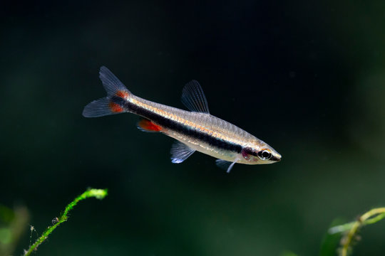 Nannostomus beckfordi - Golden pencilfish