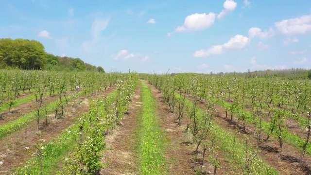 Among blossom dwarf trees in fruit orchard 