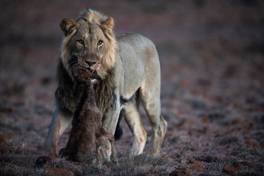 Male lion with a black wildebeest calf kill