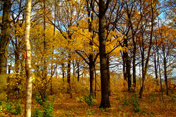 Obraz premium Golden autumn in the forest, Moscow
