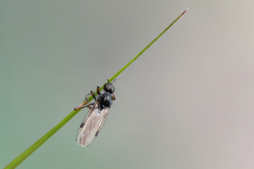 Fly sits on a blade of grass