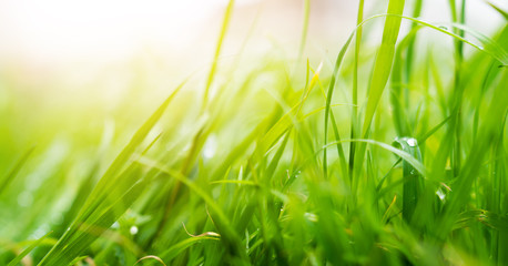 Green lawn leaves in open field, nature or park against the open sky.