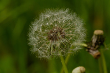 dandelion seed head