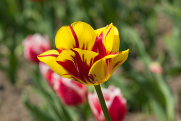 Multi-colored tulip in the field