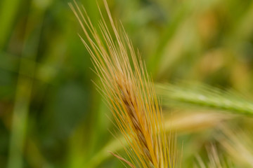 ears of wheat