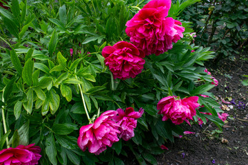 Peonies Officinalis Rubra Plena (Paeonia Officinalis Rubrum Plena). Faded, crumbling. Large open...