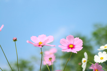 Beautiful cosmos flower blooming in the garden with blurred background.