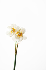 Fototapeta na wymiar flowers on the white background