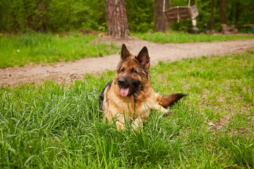 German Shepherd. A very cute beautiful thoroughbred dog of brown with black color is resting in the park in spring. Animal photography for veterinary clinic websites, magazines and blogs.