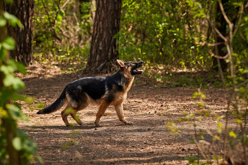 German Shepherd. A very cute beautiful thoroughbred dog of brown with black color walks in the park in spring. Animal photography for veterinary clinic websites, magazines and blogs.