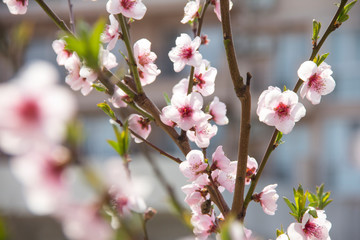 Fototapeta na wymiar Spring flowering of peach trees. Close-up of pink flowers on a branch with the first green leaves.