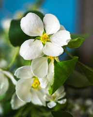 Fototapeta na wymiar Sprig of a blossoming apple tree of white color