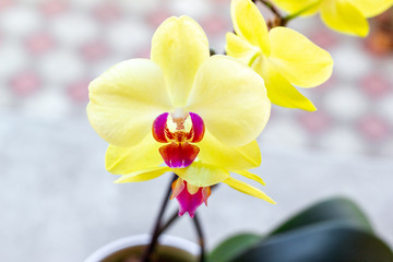 Yellow Lime Light orchid growing in po