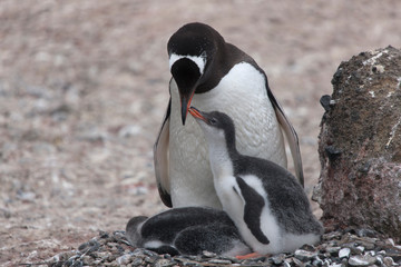 Naklejka premium Antarctic subantarctic penguin with chick close up on a cloudy winter day