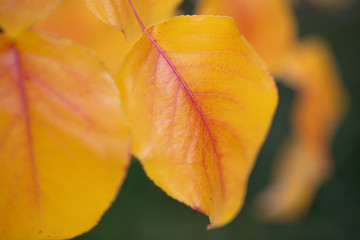 Macro Autumn Leaves 