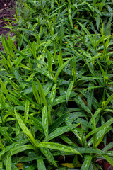 Spring green herb. Drops of dew after a rain. The leaves are elongated and sharp. Pattern.