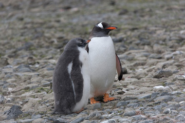 Antarctic subantarctic penguin with chick close up on a cloudy winter day